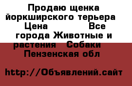 Продаю щенка йоркширского терьера  › Цена ­ 20 000 - Все города Животные и растения » Собаки   . Пензенская обл.